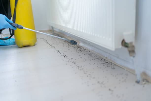 Insect Control in Saxon, SC