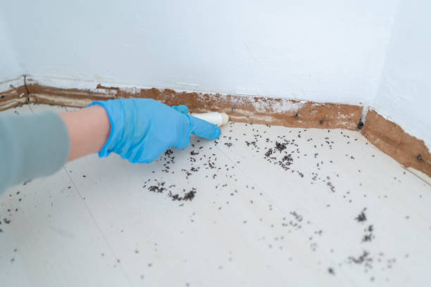 Best Bed Bug Extermination  in Saxon, SC